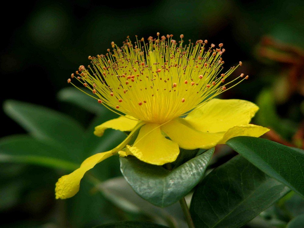 St. John's wort